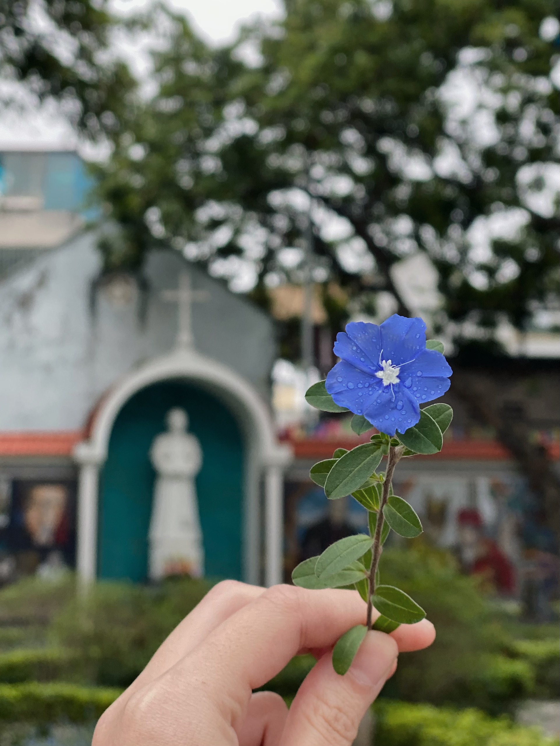 Hoa bạn gửi